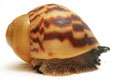 Archachatina marginata ssp. Cameroon 6 juvenil